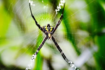 Close-up of spider on web