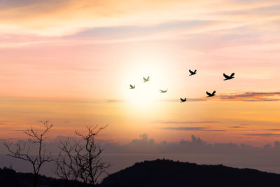 Silhouette birds flying in sky during sunset