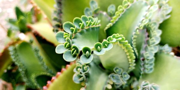 Close-up of succulent plant