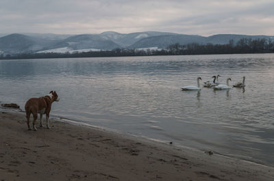 Horses on lake by mountains against sky