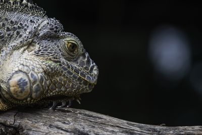 Close-up of iguana