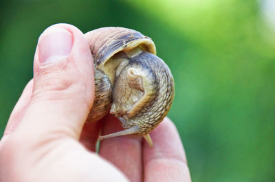 Cropped hand holding snail
