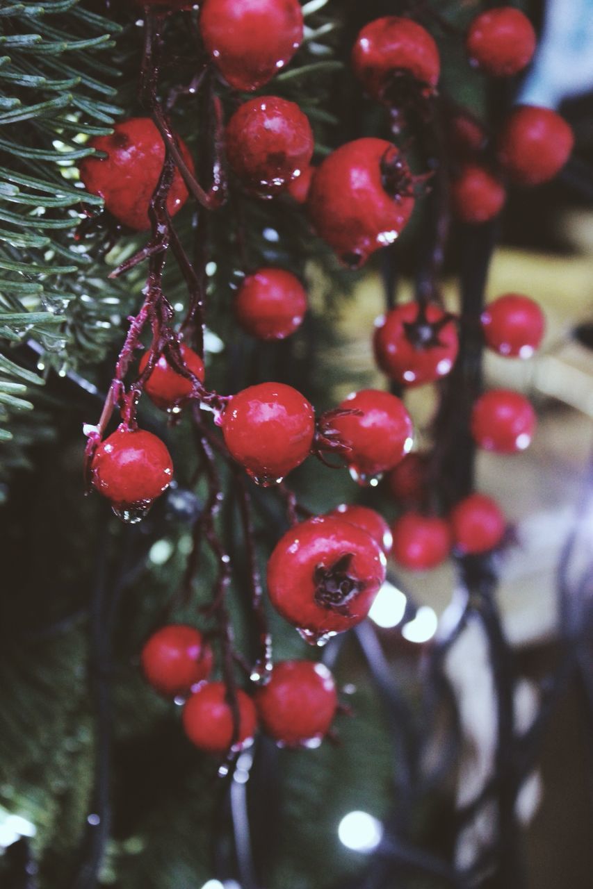 red, fruit, close-up, focus on foreground, branch, berry fruit, tree, cherry, berry, hanging, selective focus, nature, freshness, growth, water, food and drink, day, no people, outdoors, wet