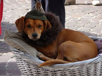 Portrait of dog sitting on wicket basket