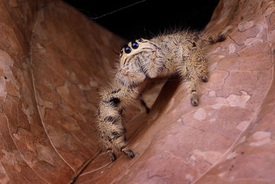 Close-up of insect on rock