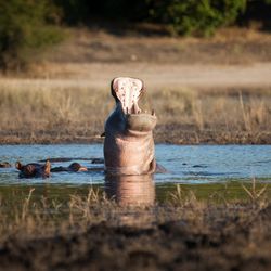 Horse in a lake