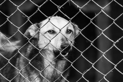 Portrait of chainlink fence