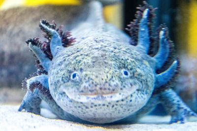 Close-up portrait of a turtle