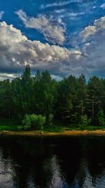 Scenic view of river by trees in forest against sky