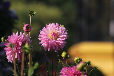 Close-up of pink flowering plant