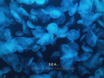 Close-up of jellyfish swimming in aquarium