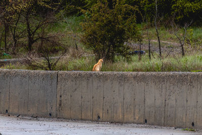 View of a cat on wall