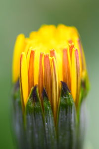 Close-up of yellow dundelion