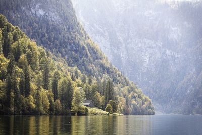 Scenic view of lake in forest