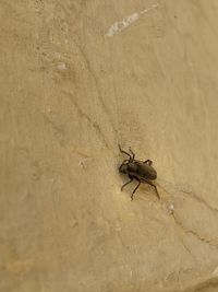 High angle view of spider on wall
