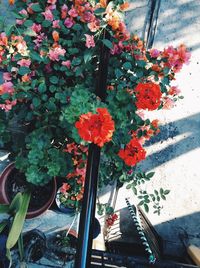 Close-up of red flowers