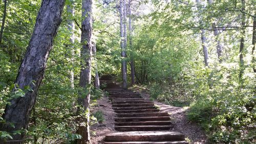 Staircase in forest