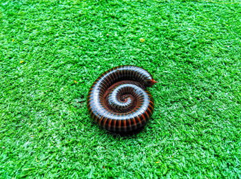 Close-up of snail on grass