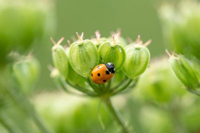 Close-up of ladybug on flower