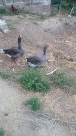 High angle view of birds on field