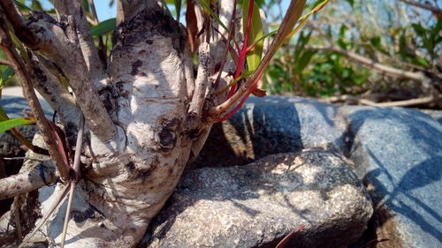 Close-up of tree trunk