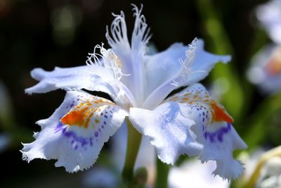 Close-up of purple flowering plant