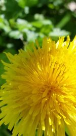 Close-up of yellow dandelion flower