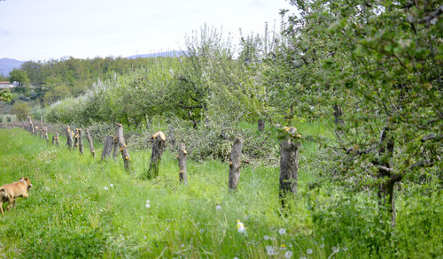 View of sheep on field