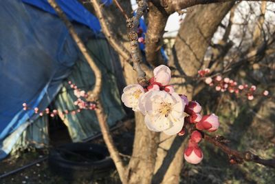 Close-up of pink cherry blossoms in spring