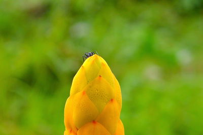 Close-up of insect on yellow flower