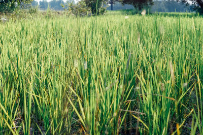 Crops growing on field