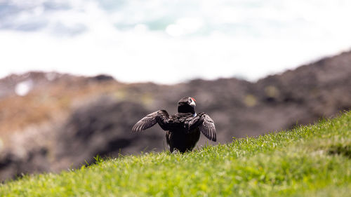 Bird on a field