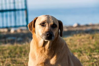 Close-up portrait of dog sitting outdoors