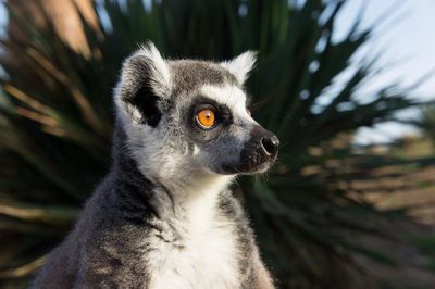 Close-up of lemur looking away