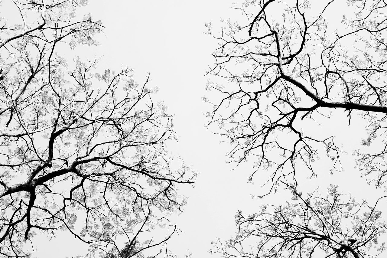 LOW ANGLE VIEW OF SILHOUETTE TREE AGAINST SKY