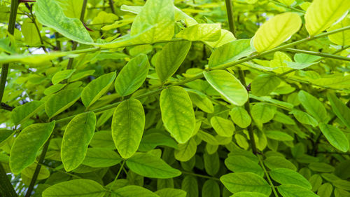 Close-up of leaves