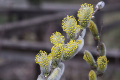 Close-up of a twig full of delicate willow blossoms announcing the spring .