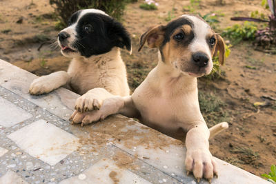 Close-up of two puppy dogs