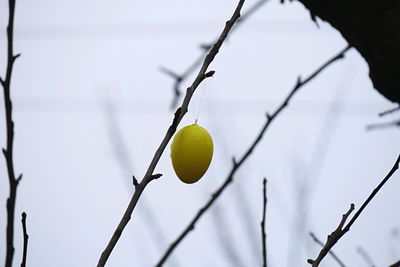 Close-up of tree against blurred background