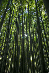 Low angle view of bamboo trees in forest