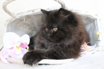 Close-up of black cat relaxing on floor