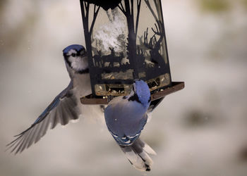 Close-up of bird perching on feeder