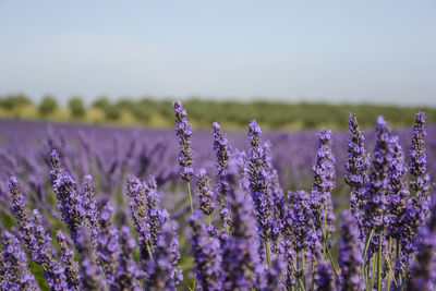 Close-up of lavender field