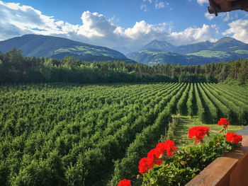 Scenic view of field against cloudy sky