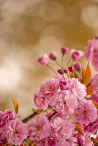 Close-up of pink cherry blossoms