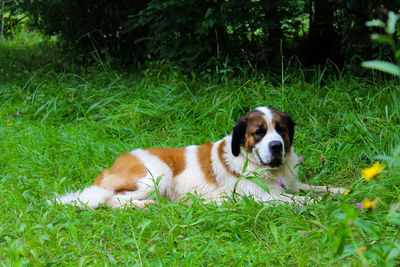 Dog lying on grass