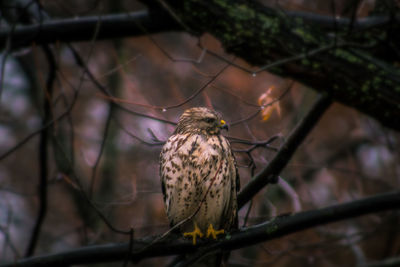 Close-up of bird perching on branch