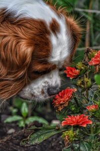 Close-up of dog with red flowers