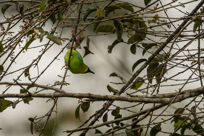 Low angle view of bird perching on tree