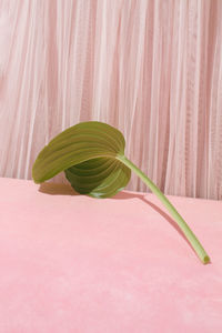 Back of green leaf on pastel pink background with curtain. creative copy space